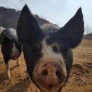 김성윤농장 이미지