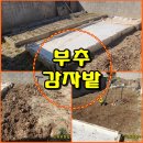 (텃밭) 부추와 감자밭 만들기 이미지