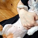 동인동물병원 이미지