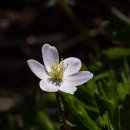 바람꽃