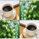 왜성 아라비카 커피 (Dwarf Coffee - Coffea arabica &#39;Nana&#39;) 이미지