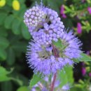 장미찻집 이미지