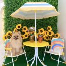 THE HAPPY TAIL(더해피테일) | 청량리/답십리 프리미엄 강아지 수제간식점 @더해피테일