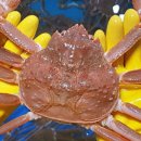 청정해역영덕대게 이미지