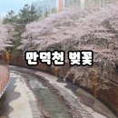 동원아파트경로당 | [부산]숨은 벚꽃명소 만덕천 산책로 후기