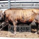 토종한우영농조합법인 이미지