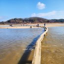 영주 무섬마을 외나무다리 경북영주 가볼만한곳 (무서움)