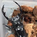 국제광택 | 2026 대만국제곤충박람회 참여 후기 1