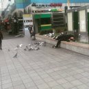 비둘기미용실 이미지