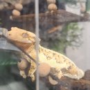 배부르댕 이미지