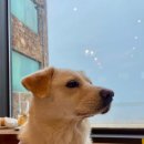 [반려견 동반] 대형견 가능 오션뷰 카페, 내돈내산 대부도 오썬(Oh sun) 카페 후기