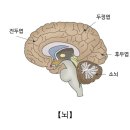 거스트