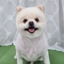 도그도담 이미지