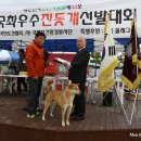 청주진도견연구소 이미지