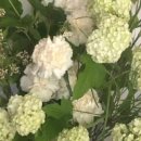 플리마인플레르