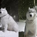 은행나무종합동물병원 이미지