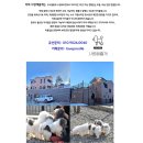 전주강아지분양 후기 타이니푸들 별찌소식