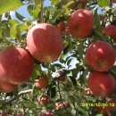 다운 농장 이미지