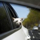 늘푸른 당구클럽 | 영종도애견동반식당 해상궁 : 인스파이어·클럽72맛집 찾는다면? 을왕리맛집 후기