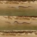 2016년 안동댐에서 발견된 뱀 이미지