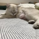 파스텔동물병원 이미지