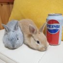 토린세스 이미지