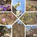 봄나들이 이미지