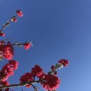 (주)코람데오 네이버블로그