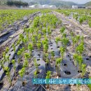 UP농장 티스토리