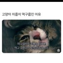정누의 대도시 생존법
