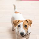 J동물병원 이미지