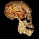 Fossil find shows other human cousins 이미지