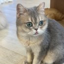 힐링주택 | 배곧놀거리 추천 아이와 함께 힐링한 고양이 주택 방문 후기