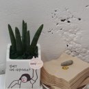 샌두 이미지