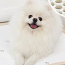 조은자리 이미지