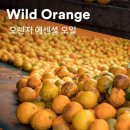순수테라피 이미지