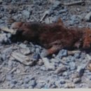 종북농장 이미지