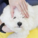 옐레드 애견유치원 & 애견호텔 광명점 이미지