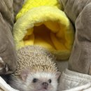 상도힐링동물병원 이미지