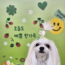 멍블리 펫 이미지