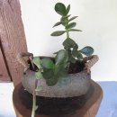 한방토종백숙 이미지