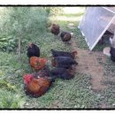 오산흑염소농장 이미지