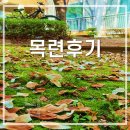 목련 | 님61-목련후기
