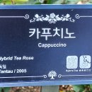 장미(175) (카프치노(Cappuccino) 이미지