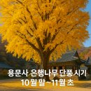 지하철역사 (용문역) | 양평 용문사 은행나무 단풍 놓치면 후회하는 절정 시기는?