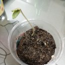 선우화분