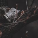 붉은수염 이미지