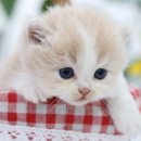 구미 고양이카페 분양 제이캣 이미지