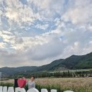 북천초등학교 | 가을여행 추천 💐 하동 북천 코스모스길 + 메밀꽃밭 감성 나들이 후기