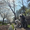 신도안동물병원 이미지